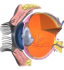 retina